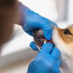 Paws And Smiles Why Pet Dental Care Shouldn’t Be Overlooked