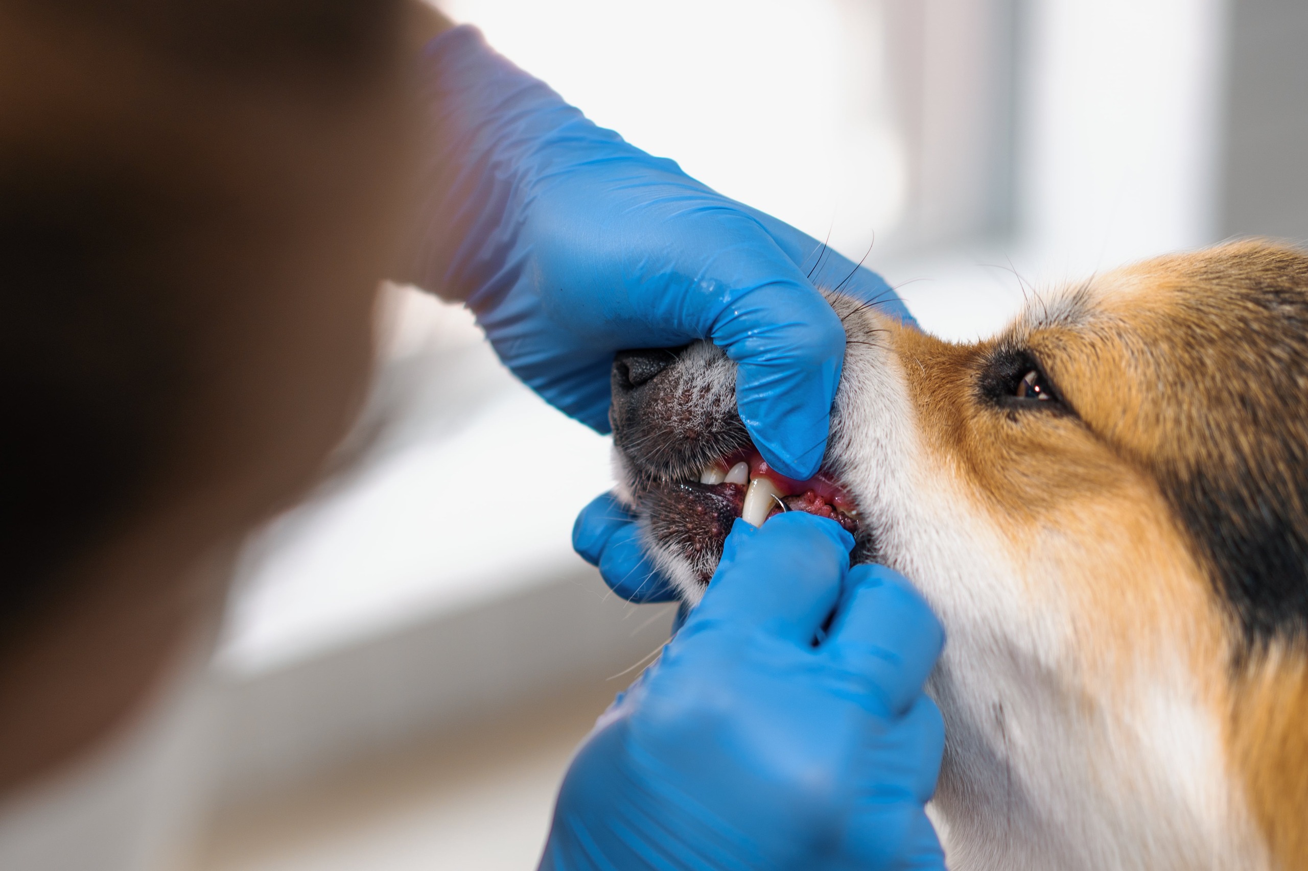 Paws And Smiles: Why Pet Dental Care Shouldn’t Be Overlooked